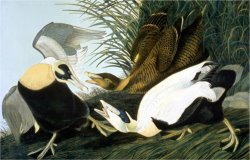 Common Eider Eider Duck by John James Audubon