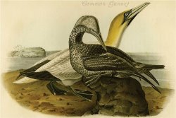 Common Gannet by John James Audubon