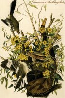 Common Mockingbird by John James Audubon