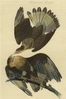 Cracara Eagle by John James Audubon