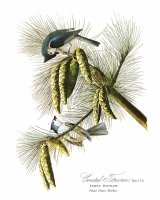Crested Titmouse by John James Audubon