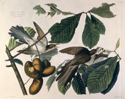 Cuckoo by John James Audubon