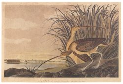 Curlew by John James Audubon