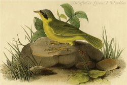 Delafields Ground Warbler by John James Audubon