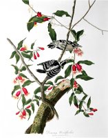 Downy Woodpecker From Birds of America by John James Audubon