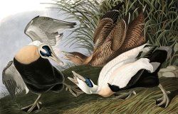 Eider Duck by John James Audubon