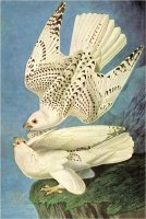 Falcons by John James Audubon