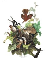 Ferruginous Thrush by John James Audubon