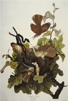 Ferruginous Thrush Brown Thrasher Toxostoma Rufum Plate Cxvi From The Birds of America by John James Audubon