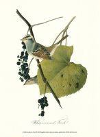 Finch by John James Audubon