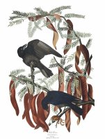 Fish Crow by John James Audubon