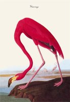 Flamingo by John James Audubon