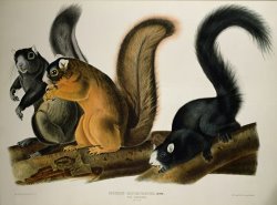 Fox Squirrel by John James Audubon