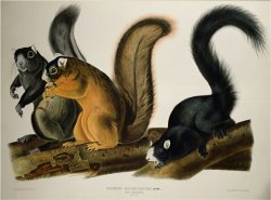Fox Squirrel From Quadrupeds of America 1845 by John James Audubon