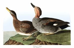 Gadwall Duck by John James Audubon