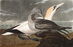 Gannet by John James Audubon
