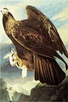 Golden Eagle by John James Audubon