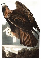 Golden Eagle by John James Audubon