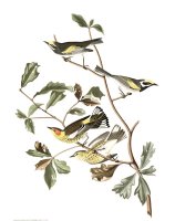 Golden Winged Warbler, Or Cape May Warbler by John James Audubon