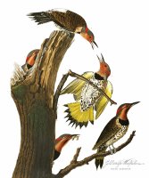 Golden Winged Woodpecker by John James Audubon