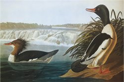 Goosander by John James Audubon