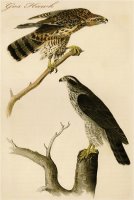 Gos Hawk by John James Audubon
