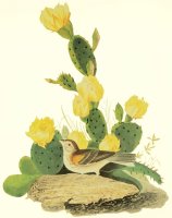 Grass Finch Or Bay Winged Bunting by John James Audubon