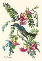 Gray Kingbird by John James Audubon