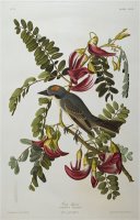 Gray Tyrant Gray Kingbird Tyrannus Dominicensis From The Birds of America by John James Audubon