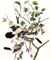 Great American Shrike, Or Butcher Bird by John James Audubon