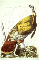 Great American Turkey by John James Audubon