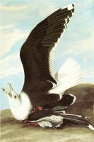 Great Black Backed Gull by John James Audubon