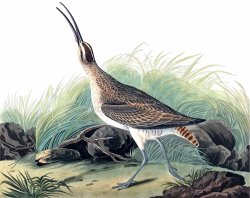 Great Esquimaux Curlew by John James Audubon