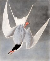 Great Tern by John James Audubon