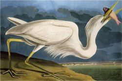 Great White Heron From Birds of America by John James Audubon