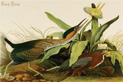 Green Heron by John James Audubon