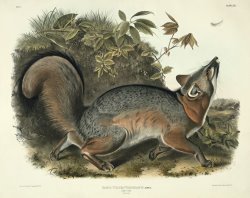 Grey Fox by John James Audubon