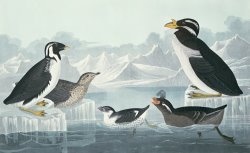 Guillemots and Auks by John James Audubon