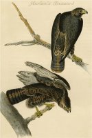 Harlan S Buzzard by John James Audubon
