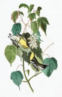 Hemlock Warbler by John James Audubon
