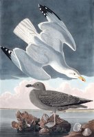 Herring Gull by John James Audubon