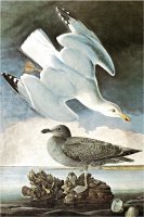 Herring Gull Black Duck by John James Audubon