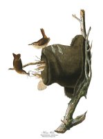 House Wren by John James Audubon