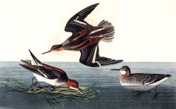 Hyperborean Phalarope by John James Audubon