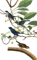 Indigo Bird by John James Audubon