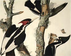 Ivory Billed Woodpecker From Birds of America Engraved by Robert Havell by John James Audubon