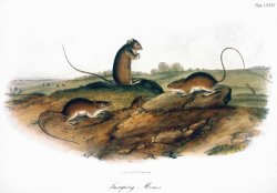 Jumping Mouse 1846 by John James Audubon