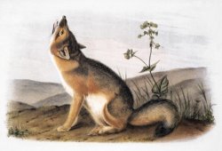 Kit Fox Vulpes Velox by John James Audubon