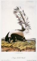 Large Tailed Skunk by John James Audubon
