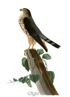 Le Petit Caporal by John James Audubon